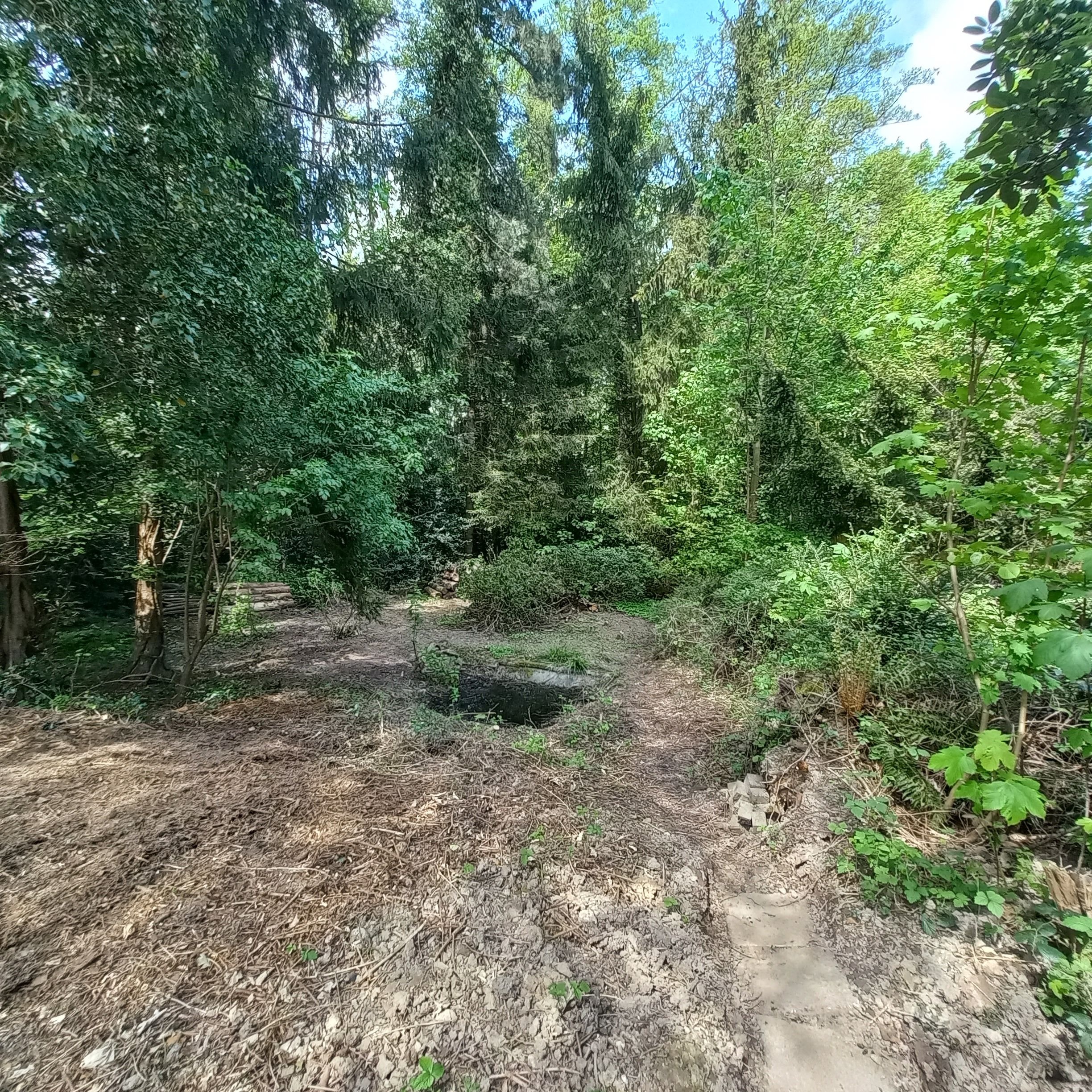 Auenbusch