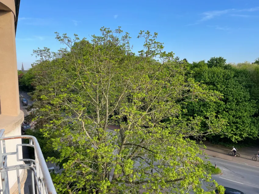 AUSSICHT INS GRÜNE
