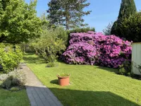 Rhododendronblüte im Garten