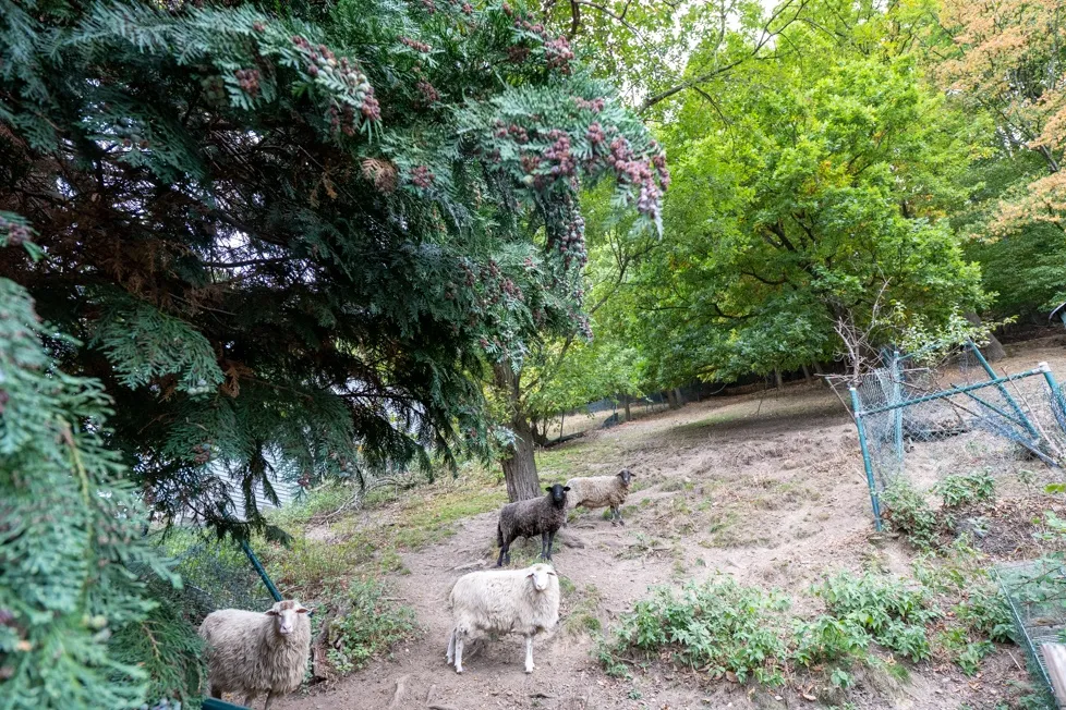 Hier weiden bereits Schaafe