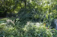 eingewachsener Garten