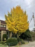 Baum im Herbst
