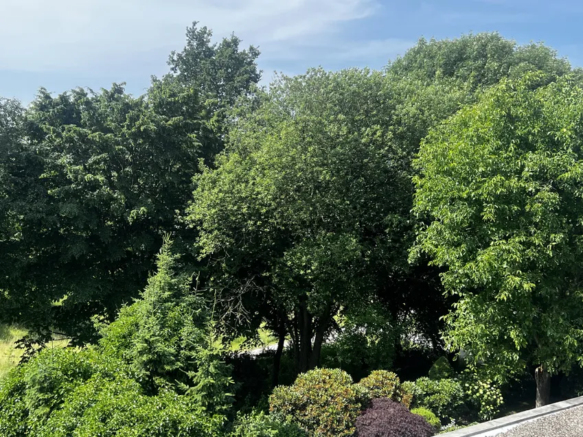 Grünblick