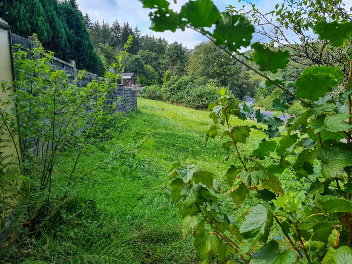 Blick auf die Wiese