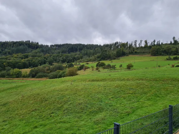 Blick ins Grüne