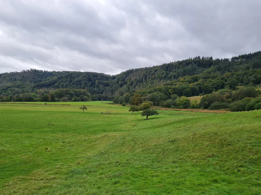 Blick ins Grüne