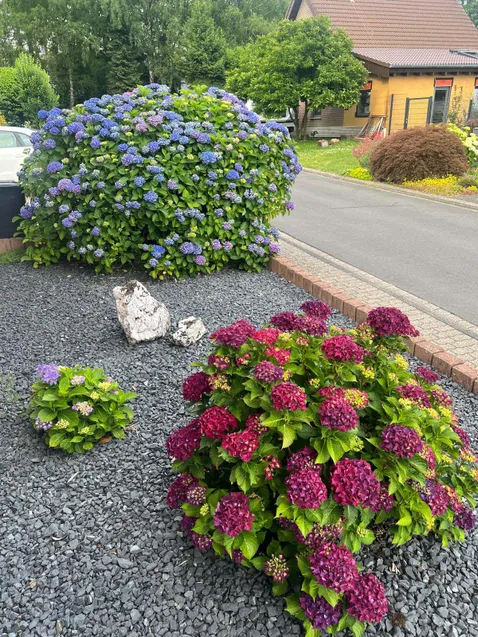 pflegeleichter Vorgarten