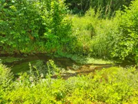 Bachlauf