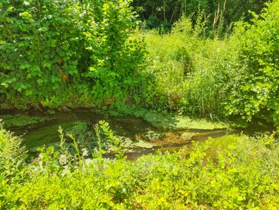 Bachlauf