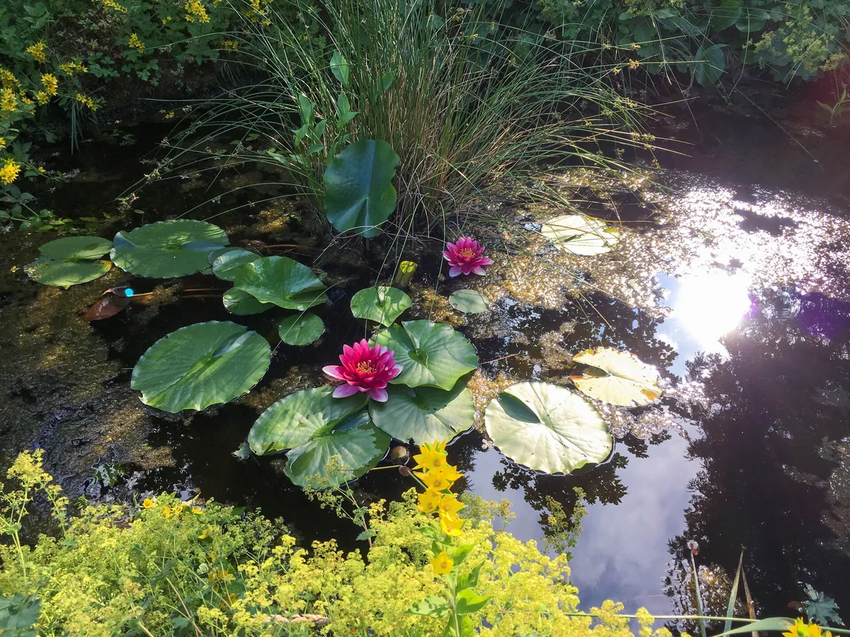 Gartenteich