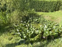 Teich