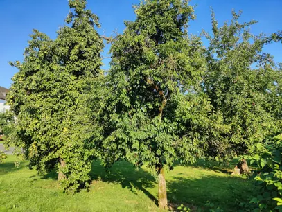 Obstbäume