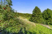 Blick in den Garten