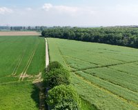 an den Rheinauen in Dormagen