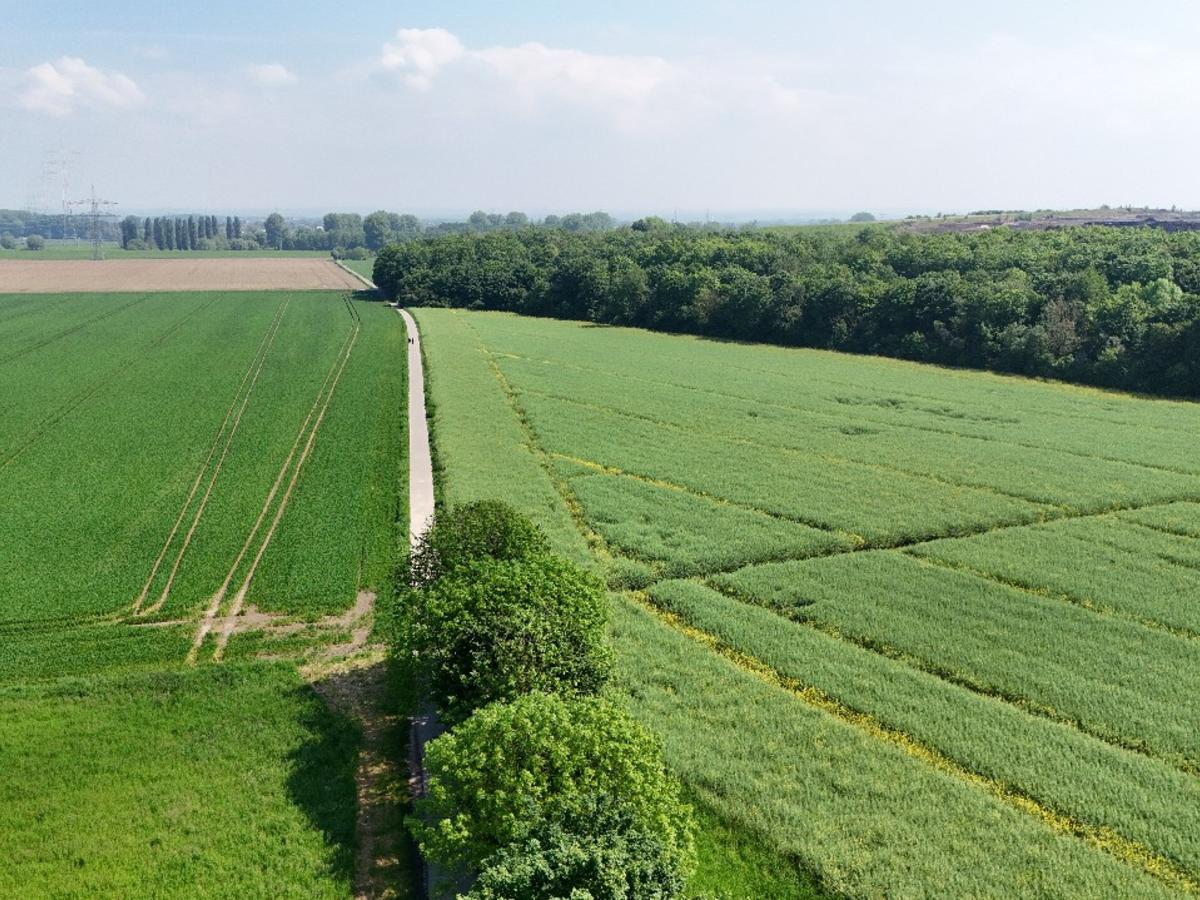 an den Rheinauen in Dormagen