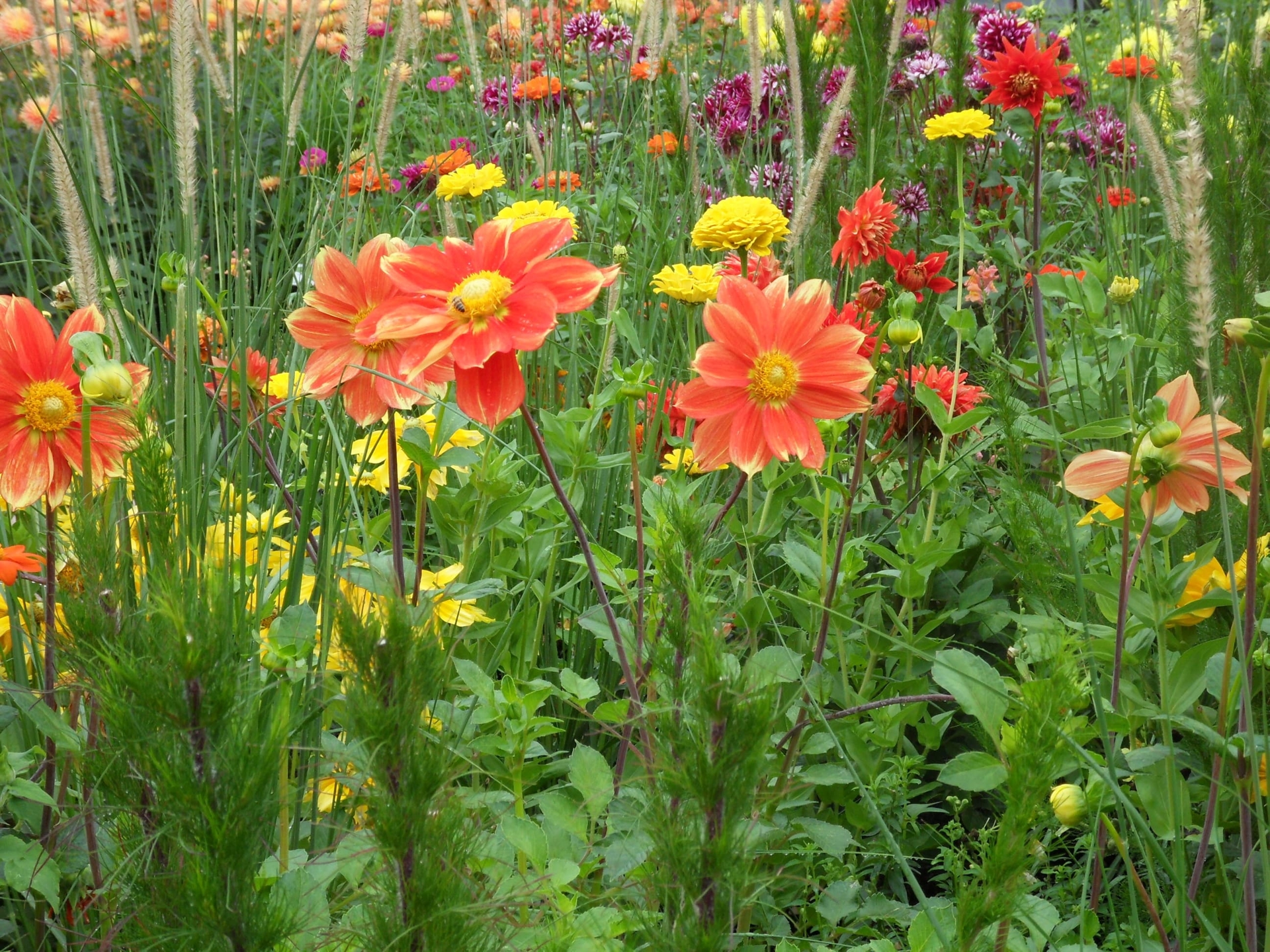 Blumenwiese