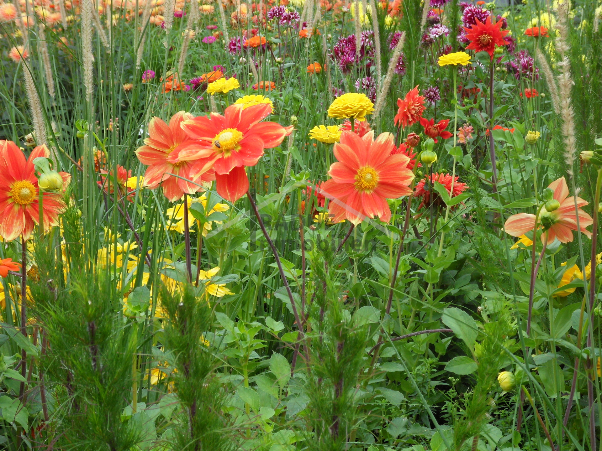 Blumenwiese