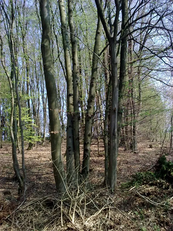 *VERKAUFT* Große Wiese mit kleinem Waldgrundstück Nähe Waldbröl