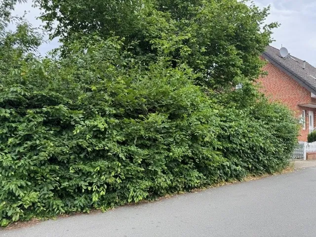 Die Straßenseite mit der vorhandenen Buchenhecke