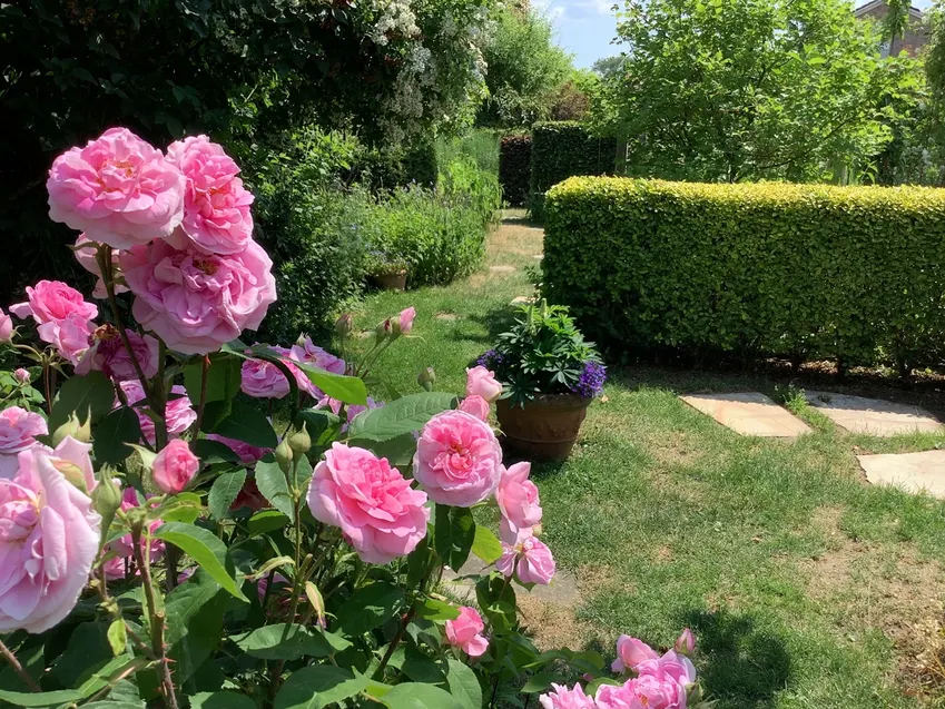 Harmonie pur - Englische Rosen mit Formschnitthecken