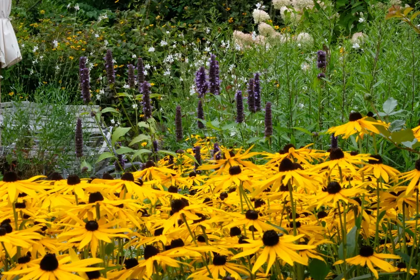 Staudengarten in seiner Blühfreude