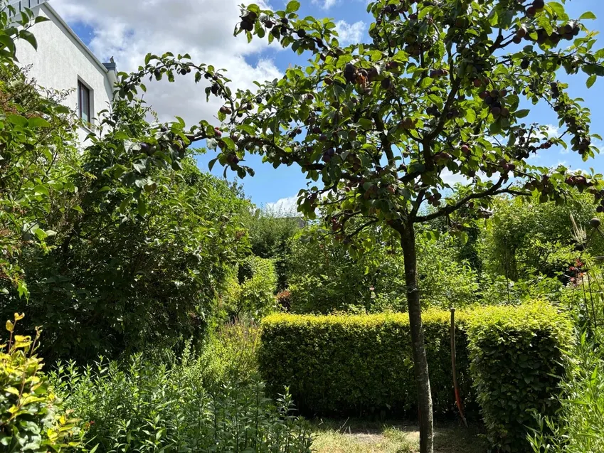 Harmonie pur - Englische Rosen mit Formschnitthecken