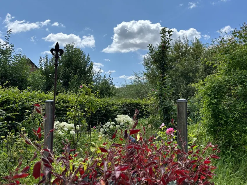 Farbenvielfalt im Sommer