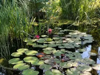 Seerosenteich