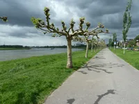 Wohnen am Rhein!