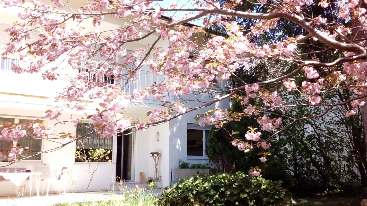 Kirschblüte