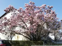 Blühende Magnolie vor dem Haus