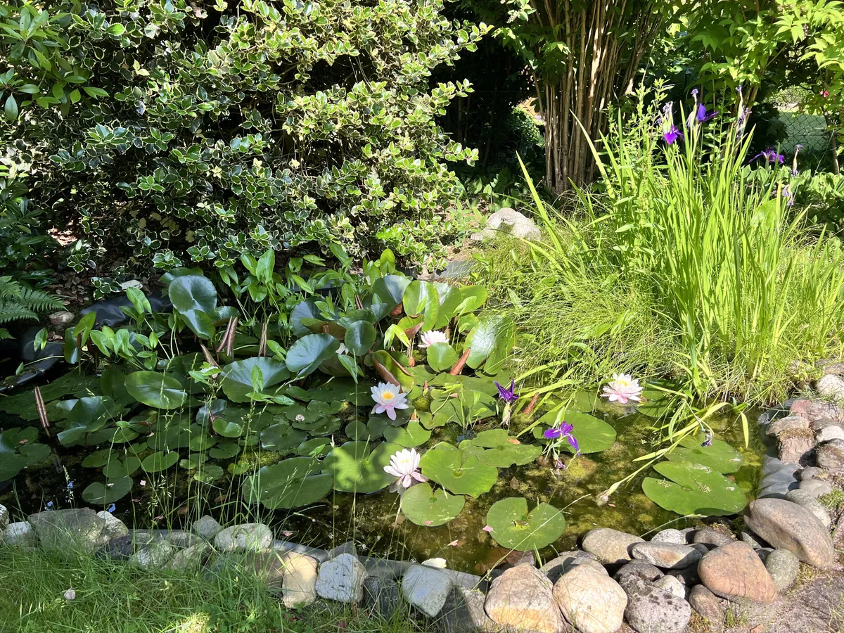 Seerosenteich