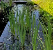 Bachlauf mit Brücke vorm Haus