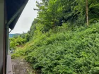 Grüne Ansicht vom Balkon 