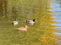 Teich Detail