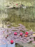 Teich Seerosen