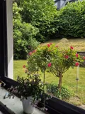 Küchenausblick auf die Terrasse