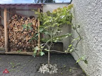 ...mit Feige vor dem Fenster...