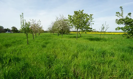 Streuobstwiese