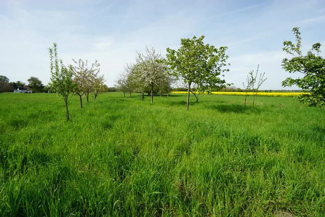 Streuobstwiese