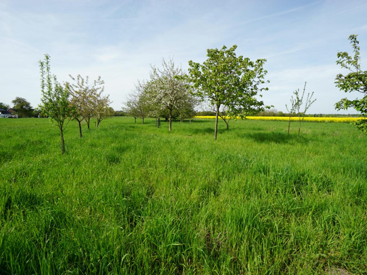 Streuobstwiese