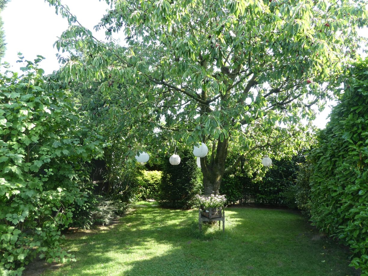 Ein Kirschbaum in seinem Garten...
