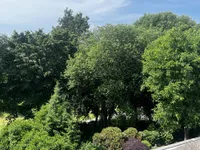 Grünblick