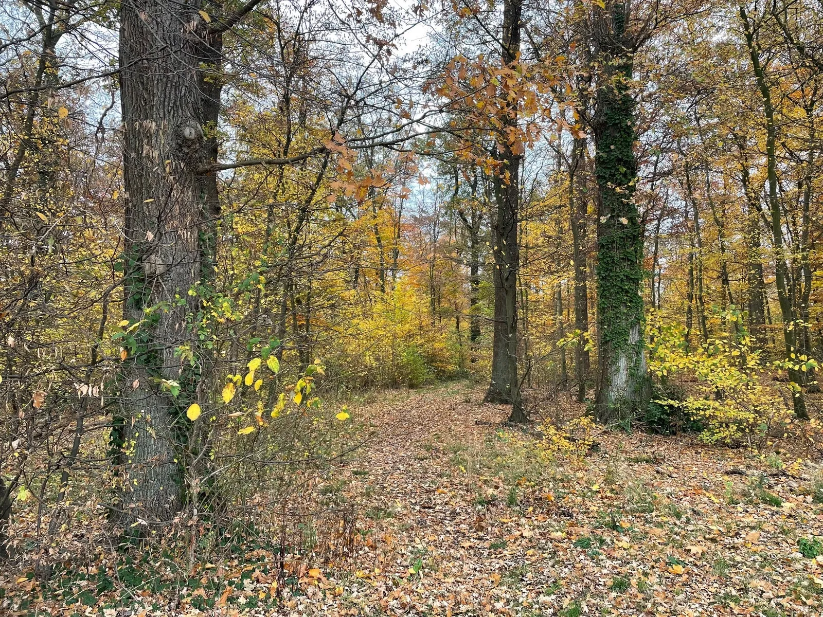 Den Wald vor der Tür