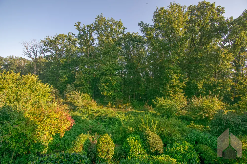 Ausblick in den Wald