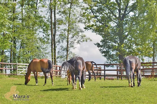 Luxus Reitanwesen, Reiterhof, Gestüt, Ober-Österreich, Linz, zu verkaufen
