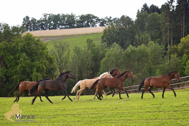 Luxus Reitanwesen, Reiterhof, Gestüt, Ober-Österreich, Linz, zu verkaufen
