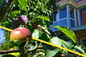 Obstbäume im Garten