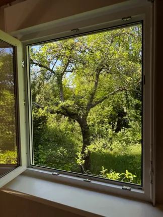 Apfelbaum  am Haus