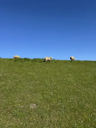 freundliche Nachbarn